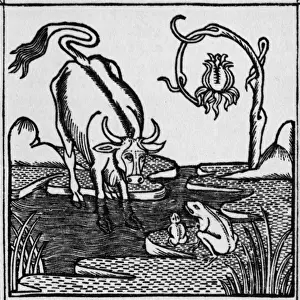 Historical Literature Drucke: The frog & the bull