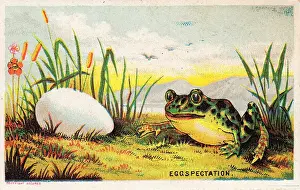 Late Victorian Humour Drucke: Frog and egg on a comic card