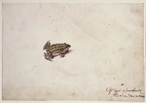 Käferillustration