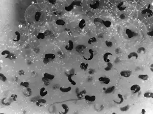 Amphibian Life Cycle Drucke: Frog Spawn / Tadpoles