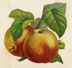 Fruit Still Life Drucke: Fruit / Apples / Anon
