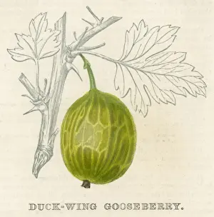 Gooseberry Fruit Drucke: Fruit / Gooseberry