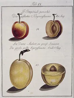 Dicotyledon Flowering Plants Drucke: Fruit Illustration