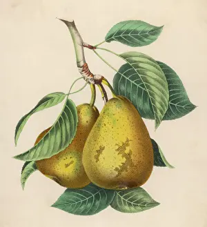 Fruit Still Life Photography Drucke: Fruit / Pair of Pears