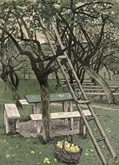 Rural Landscape Photography Drucke: Fruit Picking Ladder