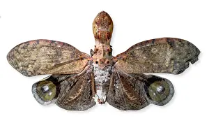 Drucke von Fulgora laternaria, Erdnussköpfchenkäfer. Wie der Erdnussköpfchenkäfer seinen Namen erhalten hat ist selbstverständlich Fliegen Drucke: Fulgora laternaria, Erdnussköpfchenkäfer