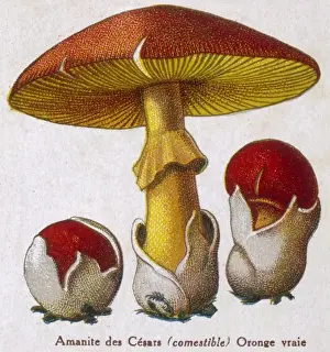 Red Mushroom Species Drucke: Funghi / Amanite Caesar