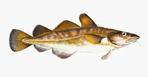Historical Fish Species Drucke: Gadus callarias, Baltic or Variable Cod
