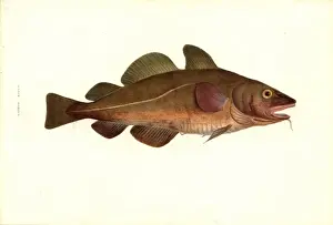 William MacGillivray Artwork Drucke: Gadus morhua, cod