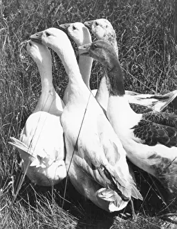 Drucke von Ein Haufen von fünf Gänse, Datum: 1960er Jahre Verwandte Bilder Drucke: Schwarm von Gansen