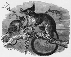 Primate Images Drucke: GALAGO
