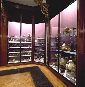 Natural History Museum Tring Drucke: Gallery 1