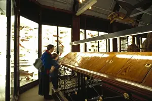 Natural History Museum Tring Drucke: Gallery 3, Tring
