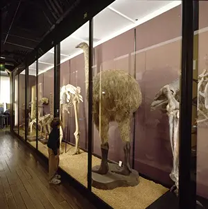 Natural History Museum Tring Drucke: Gallery 6