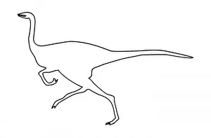 Mesozoic Era Illustrations Drucke: Gallimimus