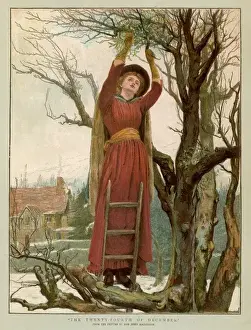 Stechpalme Und Mistelzweig Drucke: Sammeln von Tannenrinde