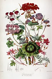 Geraniaceae Family Drucke: Geraniaceae - Geranium