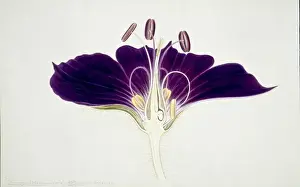 Keramikum phaenum, Trauerwitwen-Keramikum