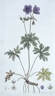 Geranium Pratense Drucke: Geranium pratense, meadow cranesbill