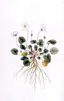 Reichardts Geranium