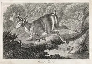 Wildlife Art Prints Online Drucke: German Deer Leaping