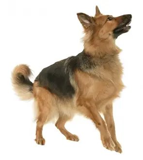 Pet Animal Drucke: German shepherd