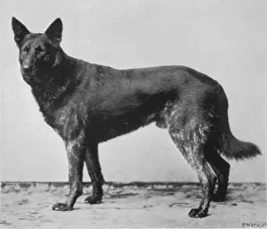 Historical Dog Breeds Drucke: German Shepherd Beowulf
