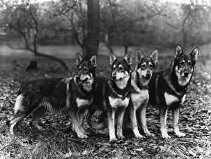 German Shepherd Dogs Drucke: German Shepherd Dogs, by Fall