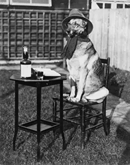 German Shepherd Dog Drucke: German Shepherd Smoking