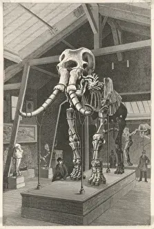 Natural History Museum Paris Drucke: Giant Elephant / La Nature