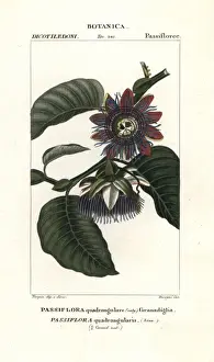 Antique Natural Science Prints Drucke: Giant granadilla, Passiflora quadrangularis