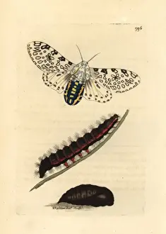 Drucke von Riesen-Löwenzipfelmotte, Hypercompe scribonia. Händergemalte Kupferstich von George Shaw und Frederick Nodders 'The Naturalist's Miscellany', London 1812 Leopardenfalter Drucke: Riesen-Pfauermotorte (Hypercompe scribonia)
