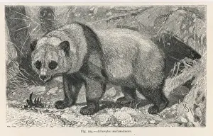 Riesenhandschuhpanda