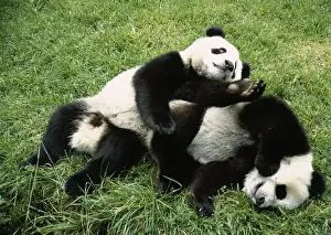 Asian Wildlife Mammals Drucke: Giant Panda - two playing