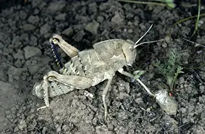 Turkmenistan Wildlife Drucke: Giant Wingless Grasshopper
