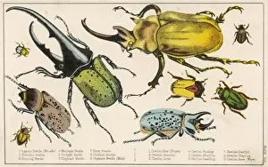 Vintage Insect Collection Drucke: Gigantic Beetle Etc