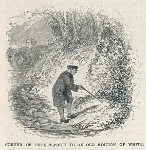 Gilbert White von Selborne