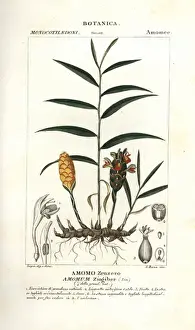 Dictionary Of Natural Science Images Drucke: Ginger root, Zingiber officinale