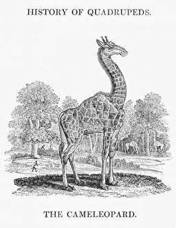 Drucke von Giraffe Camelopardalis Der Camele Leopard wie er es im Tageswerk von Bewick genannt wird ist die Welt höchste Tierart und steht über 5,5 m hoch. Die Okapi gehört zu diesem Verwandten Giraffe Drucke: Giraffe (Bewick)