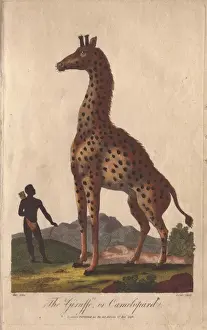 Handcolored Copperplate Prints Drucke: Giraffe or camelopard, towering over a native