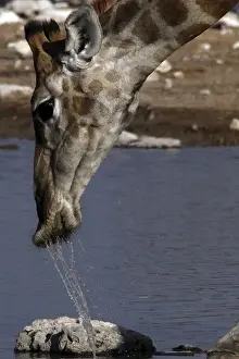 Namibia Safari Animals Drucke: Giraffe - drinking at waterhole