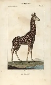 Giraffe Engraving Drucke: Giraffe, Giraffa camelopardalis
