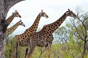 Giraffengruppe