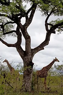 Giraffe - group