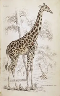 Drucke von Giraffen im nördlichen Afrika Giraffe Drucke: Rheinhorn / Naturhistorisches Museum 1835
