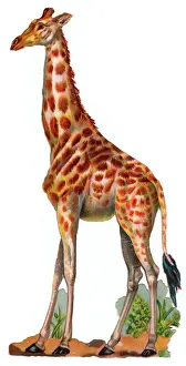 Drucke von Rinder auf einem Viktorianischen Schrotstück, Datum um die Jahrhundertwende Giraffe Drucke: Rinder auf einem Viktorianischen Schrapptopf