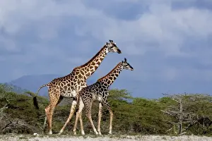 African Wildlife Mammals Drucke: Giraffes