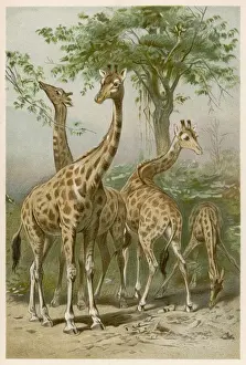 Drucke von Vier Giraffen Giraffe Drucke: GIRAFFES