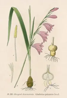 Marsh Gladiolus Drucke: Gladiolus Palustris
