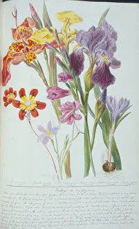 Monocotyledon Flowering Plants Drucke: Gladiolus sp. corn flag